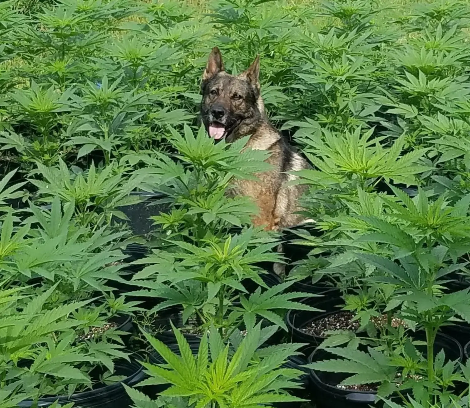 A person stands on a ladder, tending to tall cannabis plants in large black containers, surrounded by lush greenery.